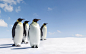 General 1920x1200 penguins animals snow