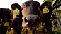 About Wyndford Wagyu Meat, Our Farm and Our Herd - Wyndford Wagyu
