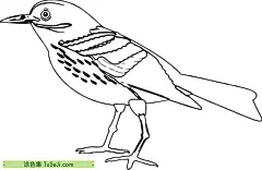 10张传说中的凤凰老鹰丹顶鹤麻雀黄鹂鸟鸟类涂色图片下载 | 涂色集，涂色画打印大图 : 凤凰是一个源自古老神话和传说中的神奇鸟类，它在不同的文化中有着不同的象征意义和描述，但通常被视为美丽、尊贵和力量的象征。凤凰的特征：美丽的外观：凤凰通常被描述为拥有鲜艳的羽毛，颜色可能包括红色、金色、蓝色等。长生不老：在许多传说中，凤凰是不 10张传说中的凤凰老鹰丹顶鹤麻雀黄鹂鸟鸟类涂色图片下载