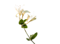 金银花