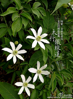 one花采集到动植物