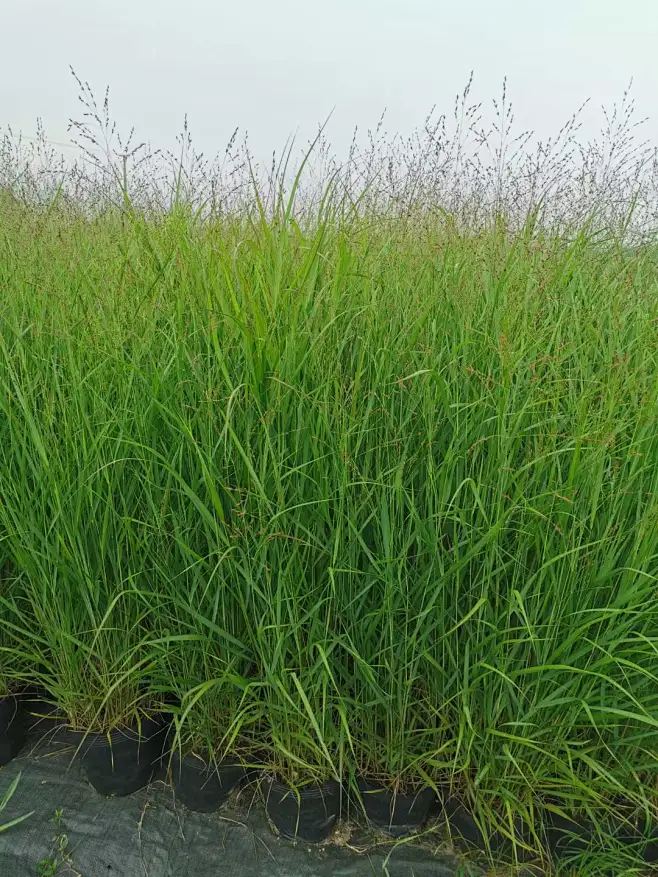 柳枝稷-花瓣网