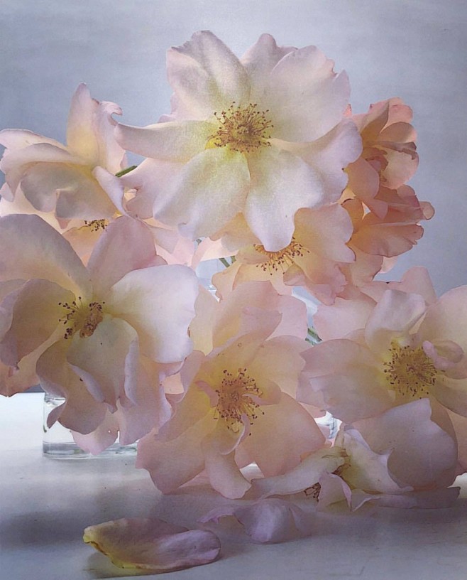 花儿 | Nick Knight - 当...