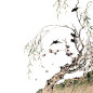 中国古风水墨柳树柳枝PNG免抠透明图片 后期美化背景装饰设计素材 (360)