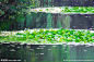 水塘 池塘 浮萍 绿色 水生植物 倒影 摄影－植物 摄影 生物世界 花草