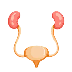 手绘-人体器官元素医疗贴纸27
