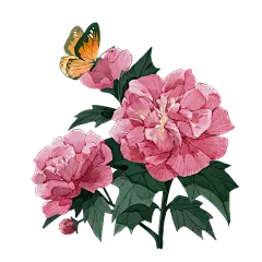 137060-芙蓉