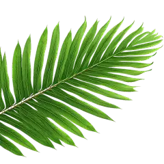 通用绿色植物叶子元素贴纸