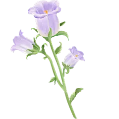 春天春日春季氛围感花朵植物插画元素素材
