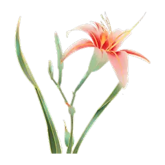 金边中国风植物插画-黄花