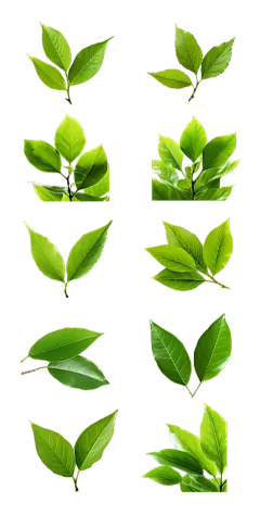 2309SC-素材组合-树叶贴纸-小叶子