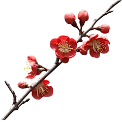 红色梅花