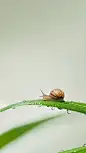 惊蛰清新感实景近景植物昆虫水珠组合背景