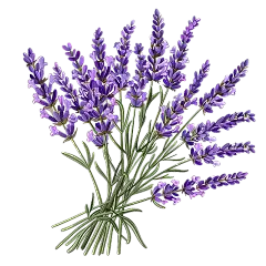 常规通用手绘薰衣草组合贴纸