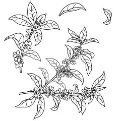 常规内容-植物系列黑白花卉线稿元素