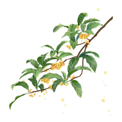中国风-植物元素-桂花