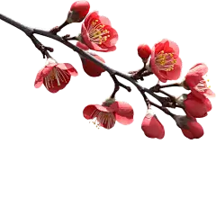 红色梅花