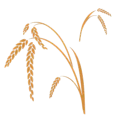 常规内容-植物系列简约风矢量金黄小麦图标元素