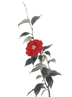 植物系列工笔画红色山茶花插画