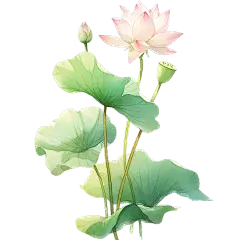 植物通用水彩荷花荷叶元素素材