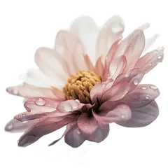 浪漫粉色樱花花朵