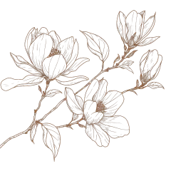 植物系列手绘风玉兰花线稿