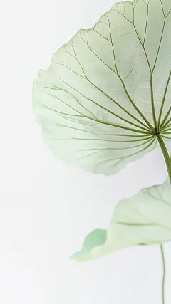 夏日中国风系列荷叶通透感写实叶脉通用背景素材