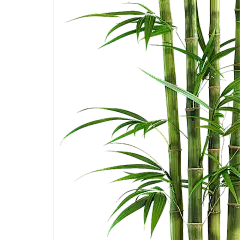 植物通用实景竹子元素素材