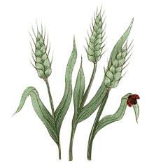 手绘-芒种氛围贴纸1