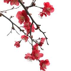 红色梅花