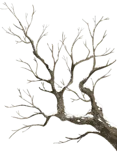 冬天插画雪景树枝元素
