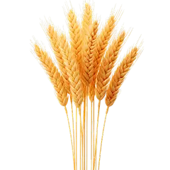 植物3D材质黄色麦穗元素素材