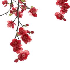 红色梅花