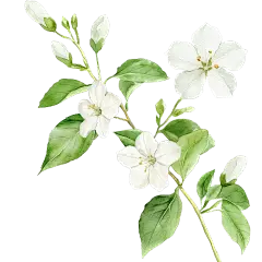 植物系列插画水彩风一束茉莉花元素