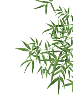 通用手绘插画竹子植物边框