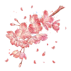 手绘粉色水彩樱花花朵插画元素6