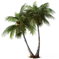 植物通用实景椰子树元素素材