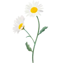 春天春日春季氛围感雏菊花朵植物插画元素素材
