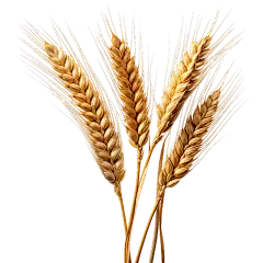 植物通用金黄色实景麦穗元素素材
