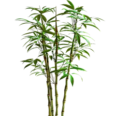 植物通用实景竹子元素素材