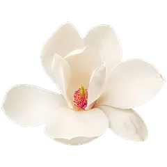 常规内容-植物系列写实感一朵白花元素