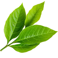 通用绿色树叶植物叶子元素贴纸