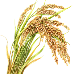 植物通用写实插画麦穗元素素材