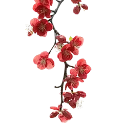 红色梅花