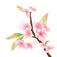 手绘粉色水彩樱花花卉植物元素2
