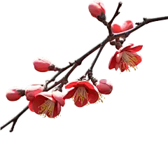 红色梅花
