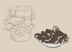常规内容-插画系列手绘风木耳线稿元素