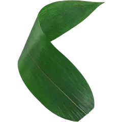 端午节实景粽叶元素素材