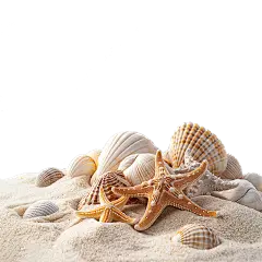 风光通用贝壳沙滩元素素材