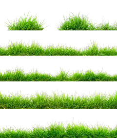 常规内容-植物系列写实感草丛元素组合